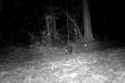 ocelot-opossum-frens_thumb.jpg