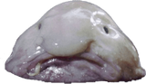Blob