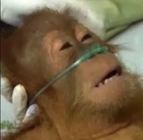 monke