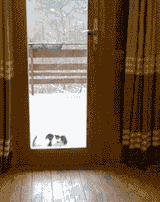 01-funny-gif-229-dog-opens-door-for-cat-120412064