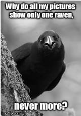 why-do-all-my-pictures-show-only-one-raven-never-more-imgflipcom