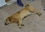 1736896954727095