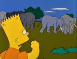 animals are like people