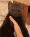 1743884329362798_thumb.jpg
