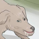 slobbermutt