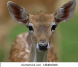 doe