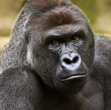 harambe