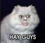 Retard Cat