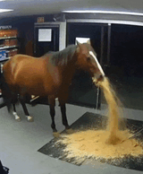 vomit-horse-sand