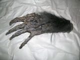 monkey paw