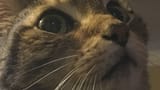IMG-1533