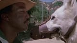 white dog 1982