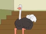 ostrich