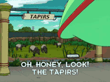 tapir