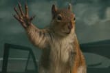squir