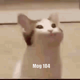 mog-mog-104