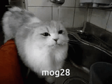 mog28-mog