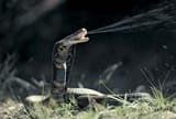 Mozambique-spitting-cobra-species-one-snakes-country
