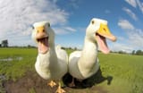 funny-ducks-portrait-free-photo-1047080035