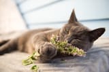 catnip-image