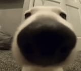 sniff
