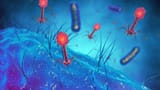 bacteriophage_infecting_bacteria