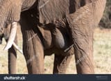stock-photo-elephant-breasts-634128920