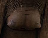 elephantitties