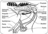 omafra-anatomy-physiology-and-reproduction-in-the-stallion-en-3-500x351
