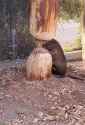Beaver bonk_thumb.jpg
