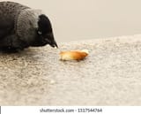 crow-pecks-peel-krakow-bagel-260nw-1517544764