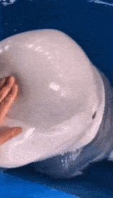 sonar-dome
