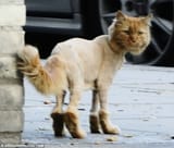 shave.cat