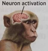 neuron activation