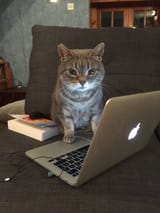 cat3