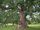 oak-tree
