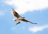 hawk