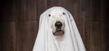 ghost-ads-image