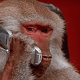 monkey-phone-call