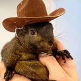 peanut