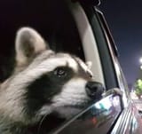 RACOON_CAR