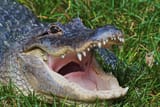 Gator-2