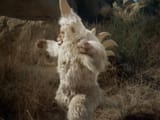 godzilla yeti