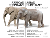 asian-african-elephants-scaled-jpg