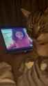 gato_thumb.jpg