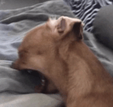 crying-dog
