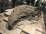 1200px-Nodosaur[1]