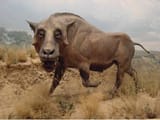 entelodont