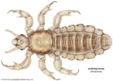 Human-head-louse