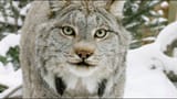lynx